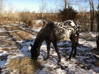 NorthForty_SpottedHorses3