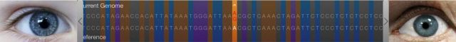 The author and his son share a SNP in intron 86 of the HERC2 gene, controlling expression of the adjacent OCA2 gene, and predicted to result in a blue colored iris. 