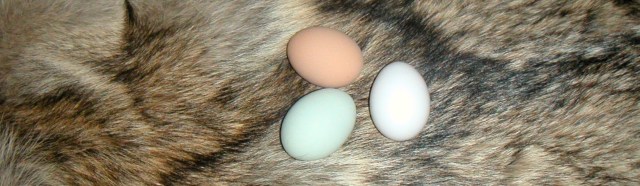 MINOLTA DIGITAL CAMERA